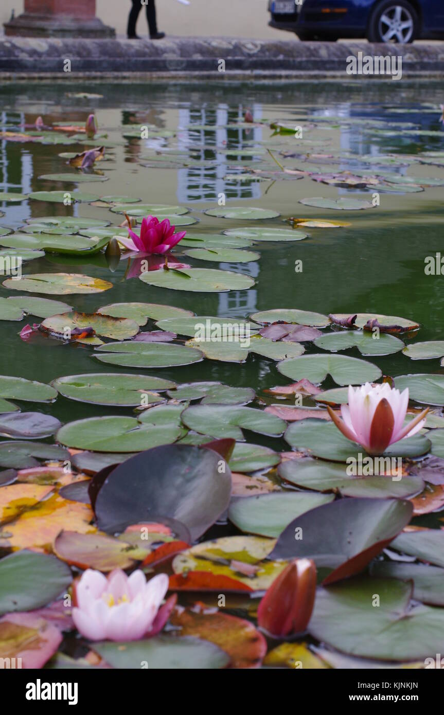 Pond With Liliy Flowers And Garden Stock Photo Alamy pond-with-liliy-flowers-and-garden-stock-photo-alamy