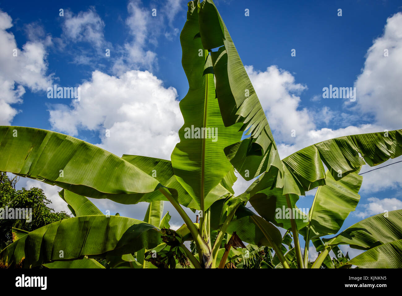 Banana Plantation in Uganda - The Pearl of Africa. These plantations are in the surrounding villages around Mbale nearby Mount Elgon Stock Photo