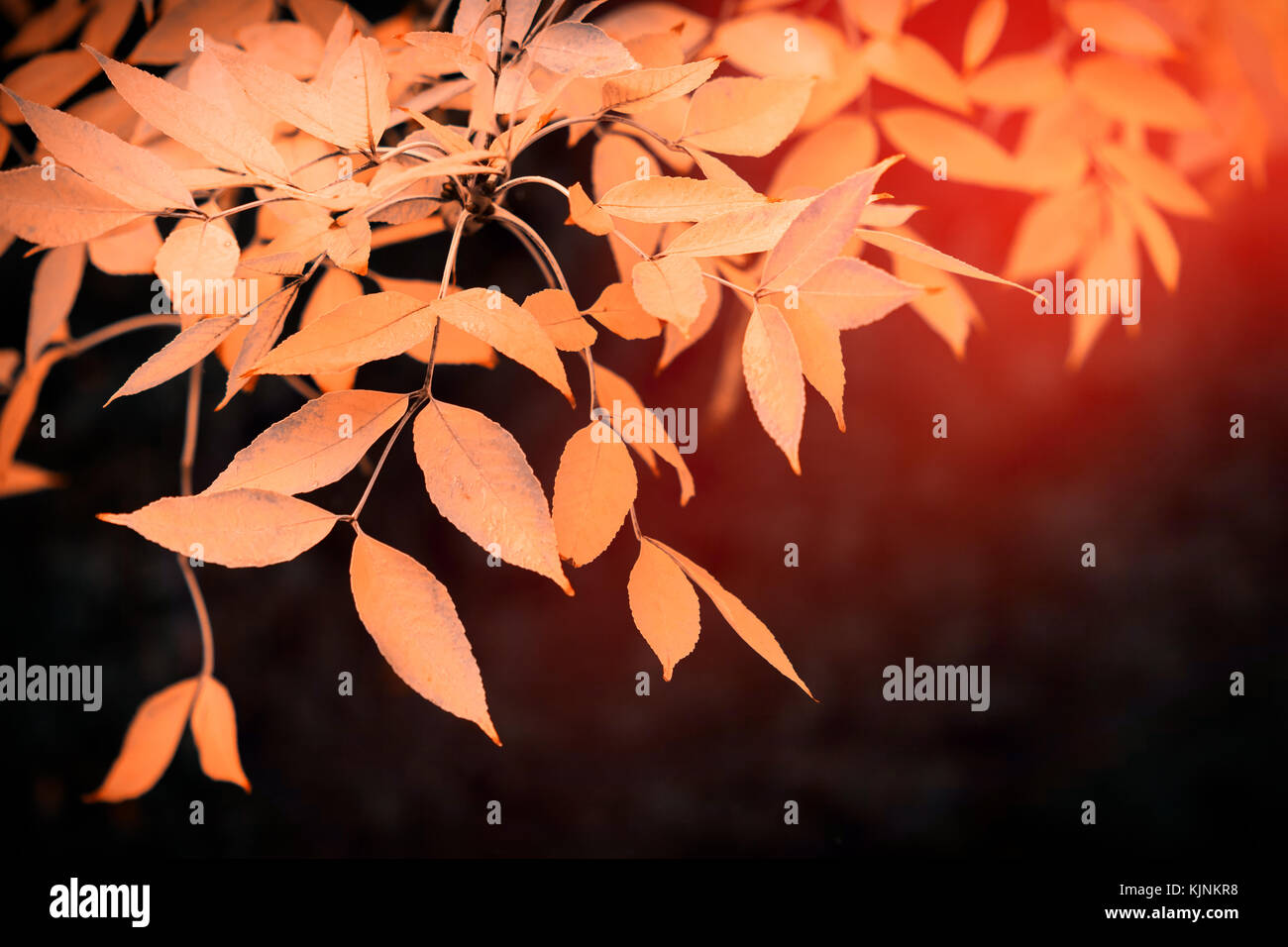 Yellow autumn leaves on a branch Stock Photo - Alamy