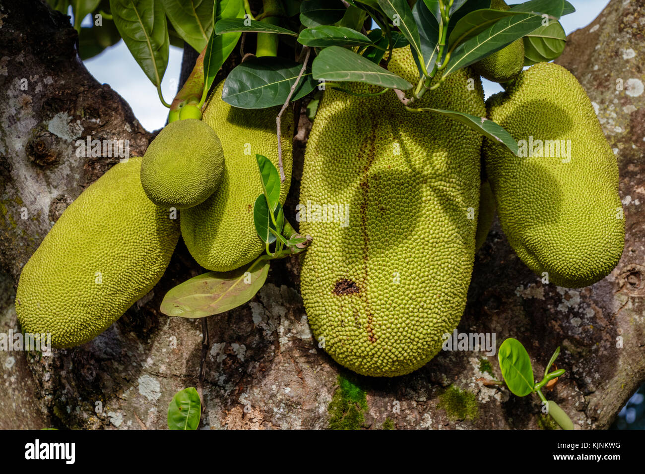 Almost ripe jack fruits hanging at a tree near Mbale in Uganda. Jack fruit is the largest, weirdest, stickiest fruit ever. It smells funny, is green a Stock Photo