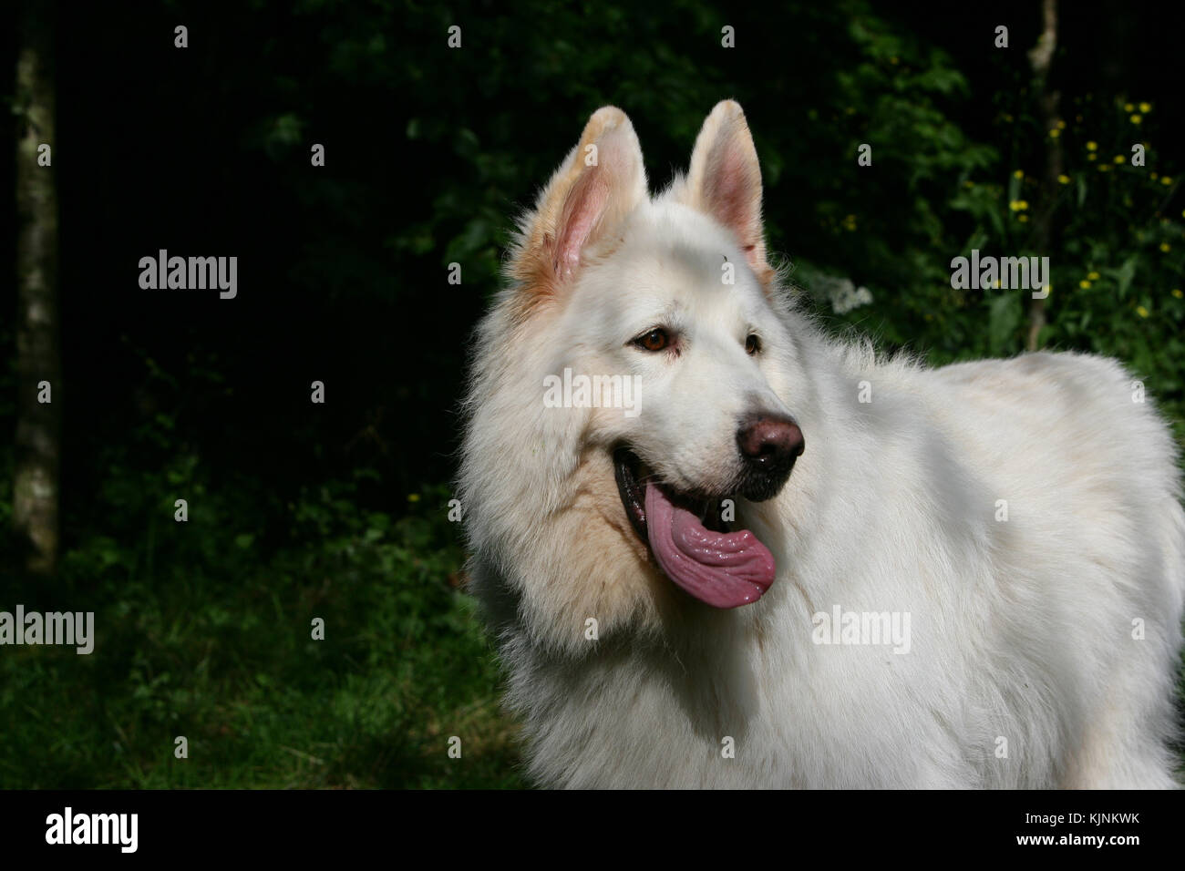 Shepherd - German Long-haired Long-haired German Shepherd Long-haired German Shepherd white Dog landscape head and shoulders looking to side panting Stock Photo