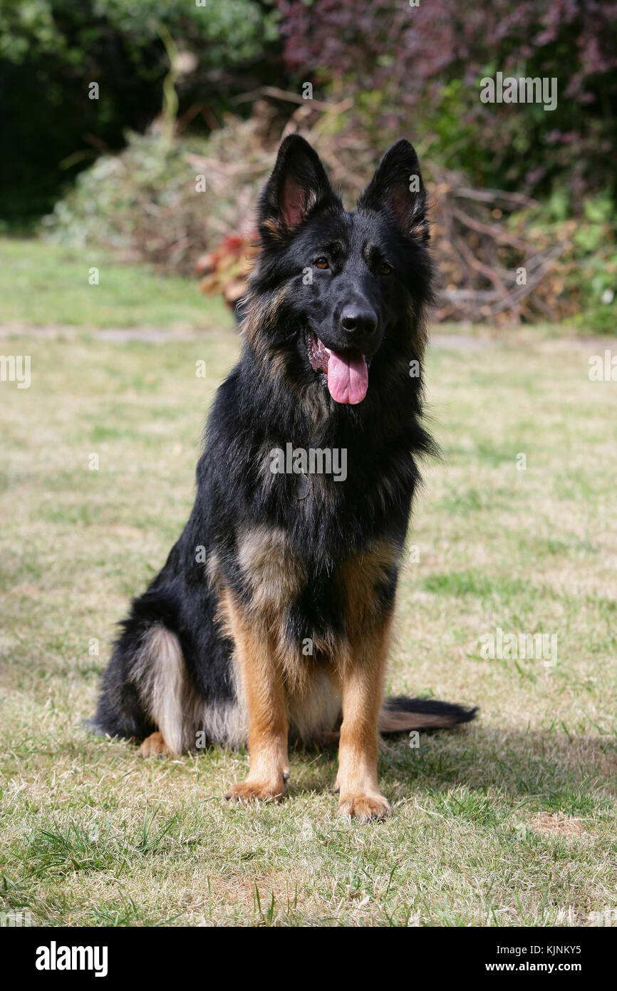 Shepherd - German Long-haired Long-haired German Shepherd Long-haired  German Shepherd Dog sitting on grass looking alert at camera panting Stock  Photo - Alamy