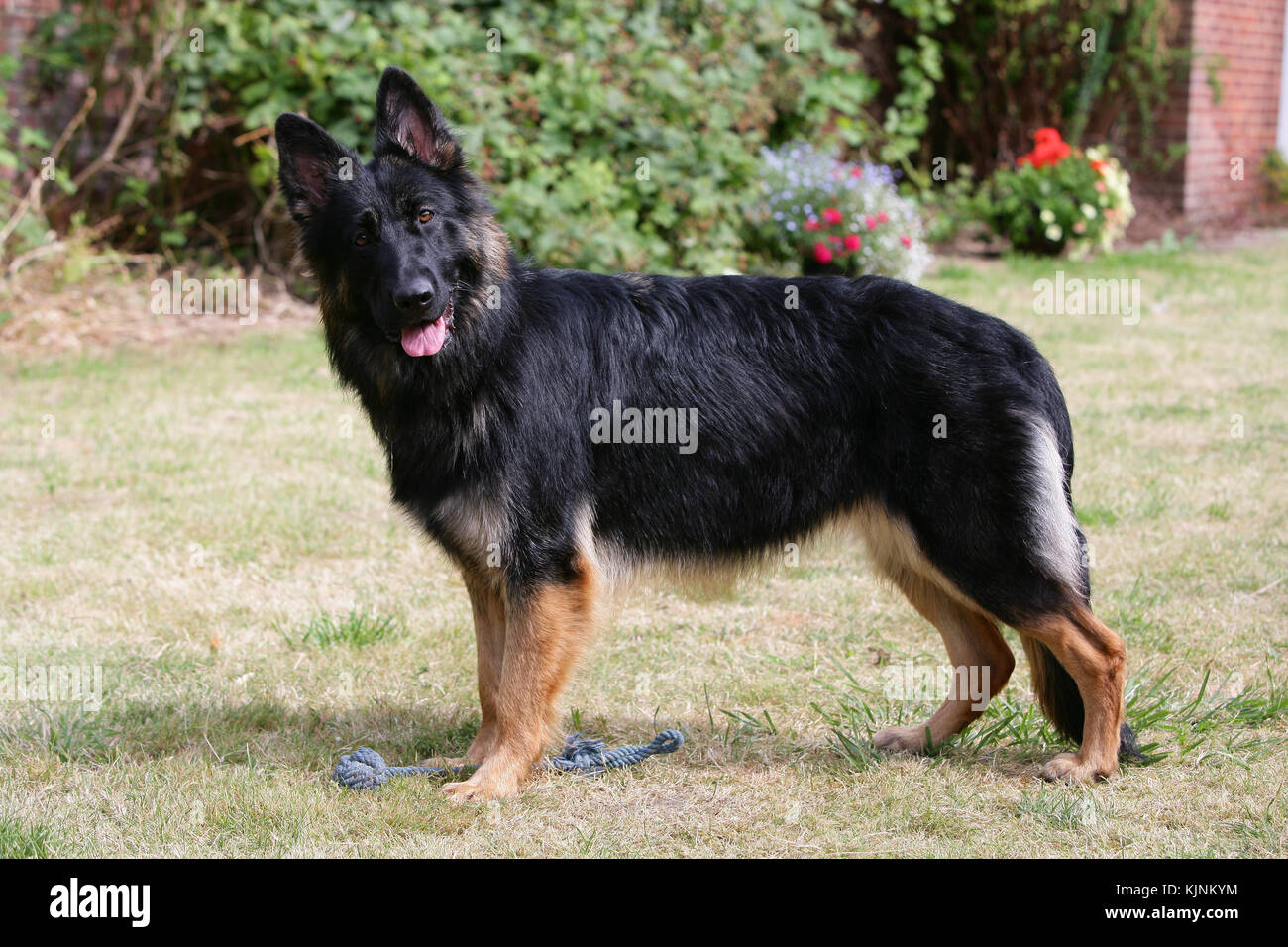 are german shepherds long haired