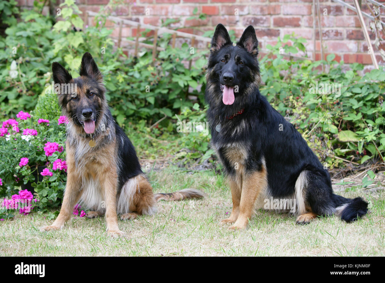 Shepherd - German Long-haired Long-haired German Shepherd Long-haired German Shepherd Dogs sitting together on grass looking at camera panting Stock Photo - Alamy Shepherd - German Long-haired Long-haired German Shepherd Long-haired German Shepherd Dogs sitting together on grass looking at camera panting Stock Photo - Alamy