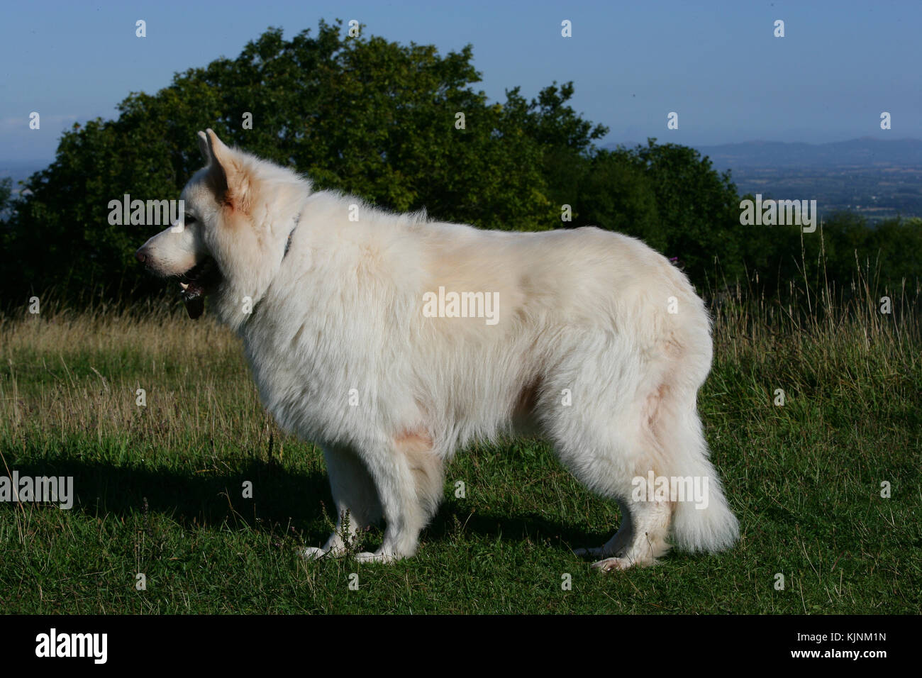 Shepherd - German Long-haired Long-haired German Shepherd Long-haired  German Shepherd White Dog profile standing on grass hilltop panting Stock  Photo - Alamy