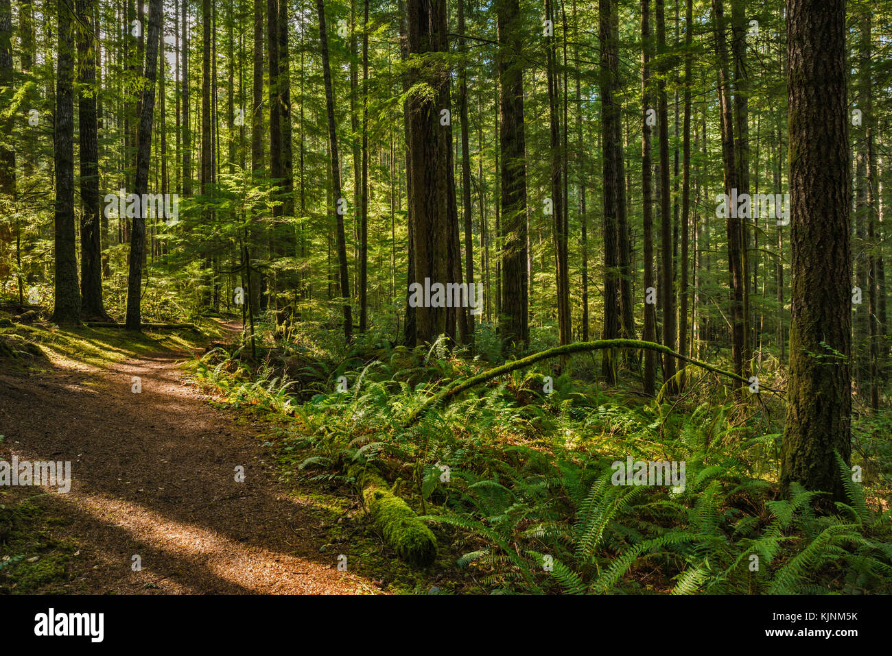 Homestead Trail, part of Community Centre Trail System, temperate