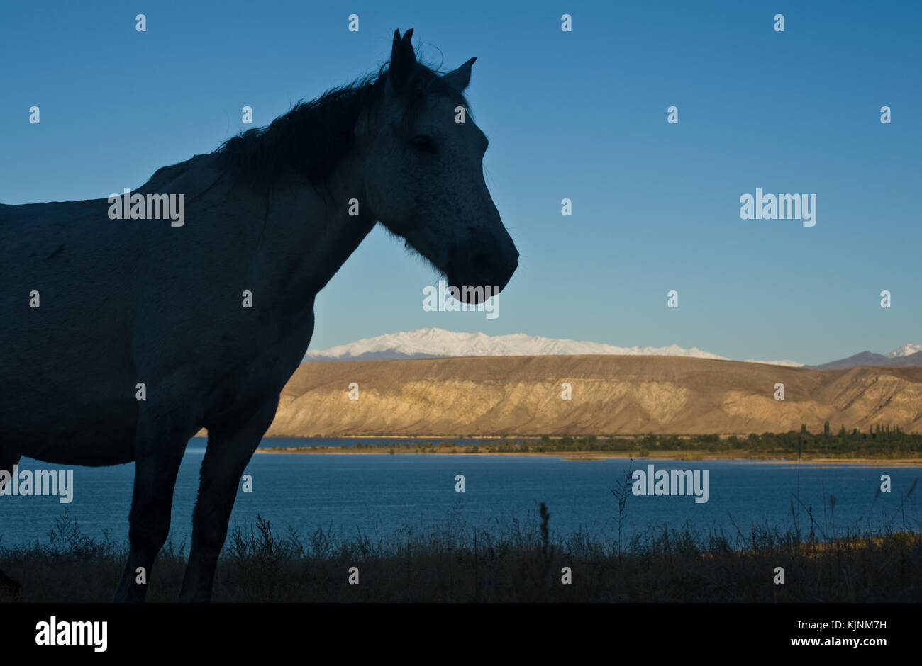 Horse + Toktogul reservoir in the background ( Kyrgyzstan) Stock Photo