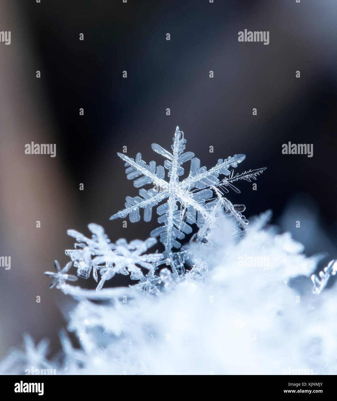 natural snowflakes on snow, photo real snowflakes during a snowfall, under  natural conditions at low temperature Stock Photo - Alamy