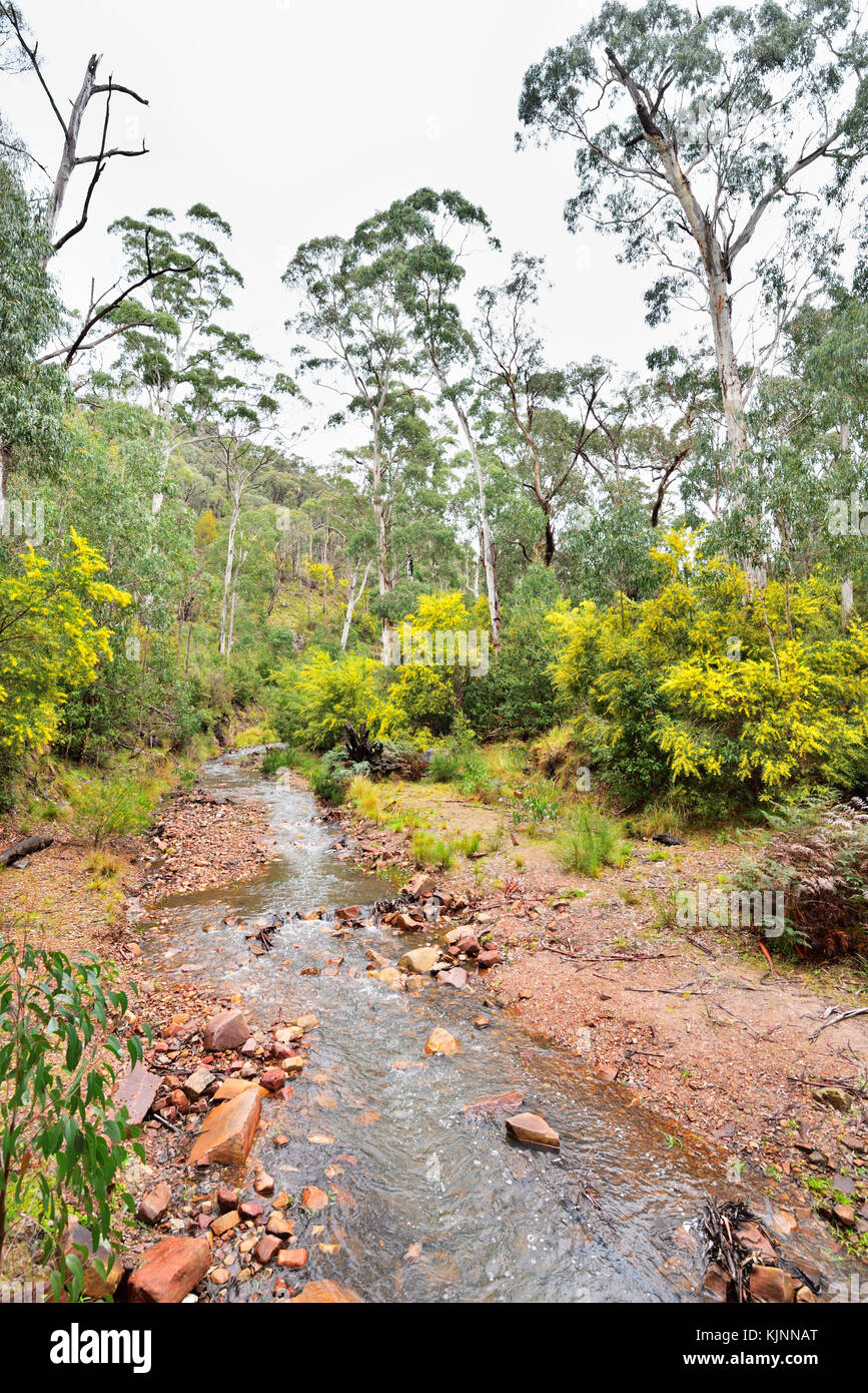 Australia Victoria. A stream from the Silverband Falls in the Grampians National Park. In early spring, the golden wattle has started to blossom. Stock Photo