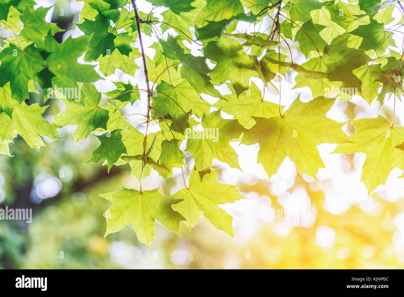 Hanging fresh green maple leaves during spring season with warm ...