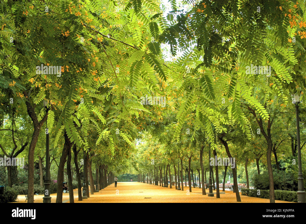 María luisa park in hi-res stock photography and images - Alamy