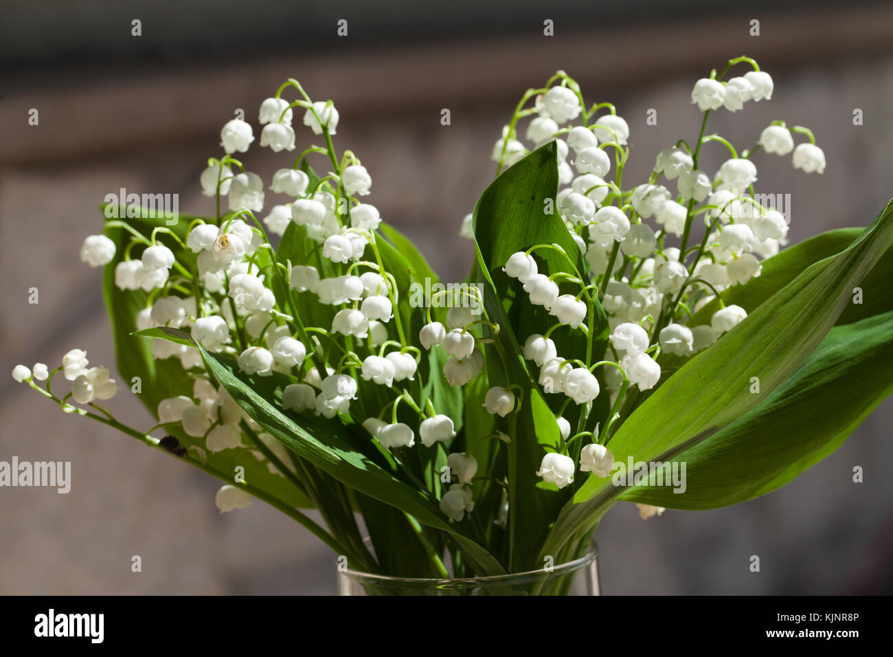 Blooming Lily of the valley Stock Photo - Alamy