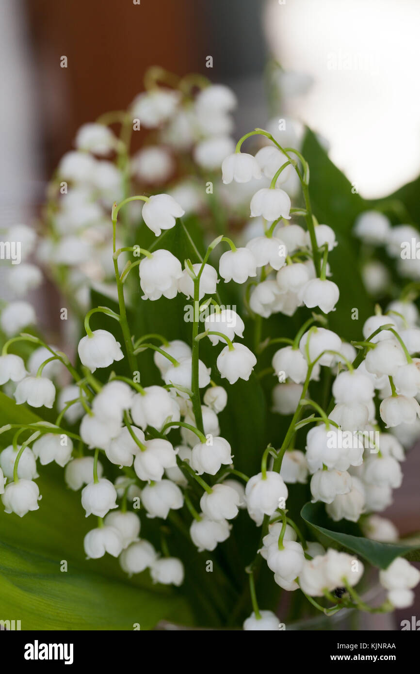 Blooming Lily of the valley Stock Photo - Alamy