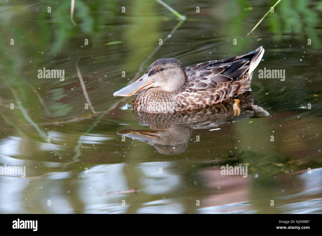 A shoveler duck ( Anas dypeata ) resting and feeding in the margins of a pond Stock Photo