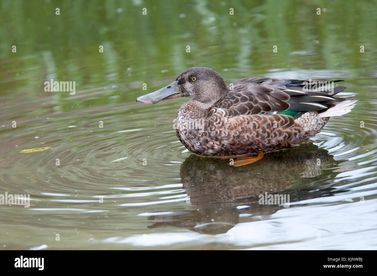A shoveler duck ( Anas dypeata ) resting and feeding in the margins of a pond Stock Photo