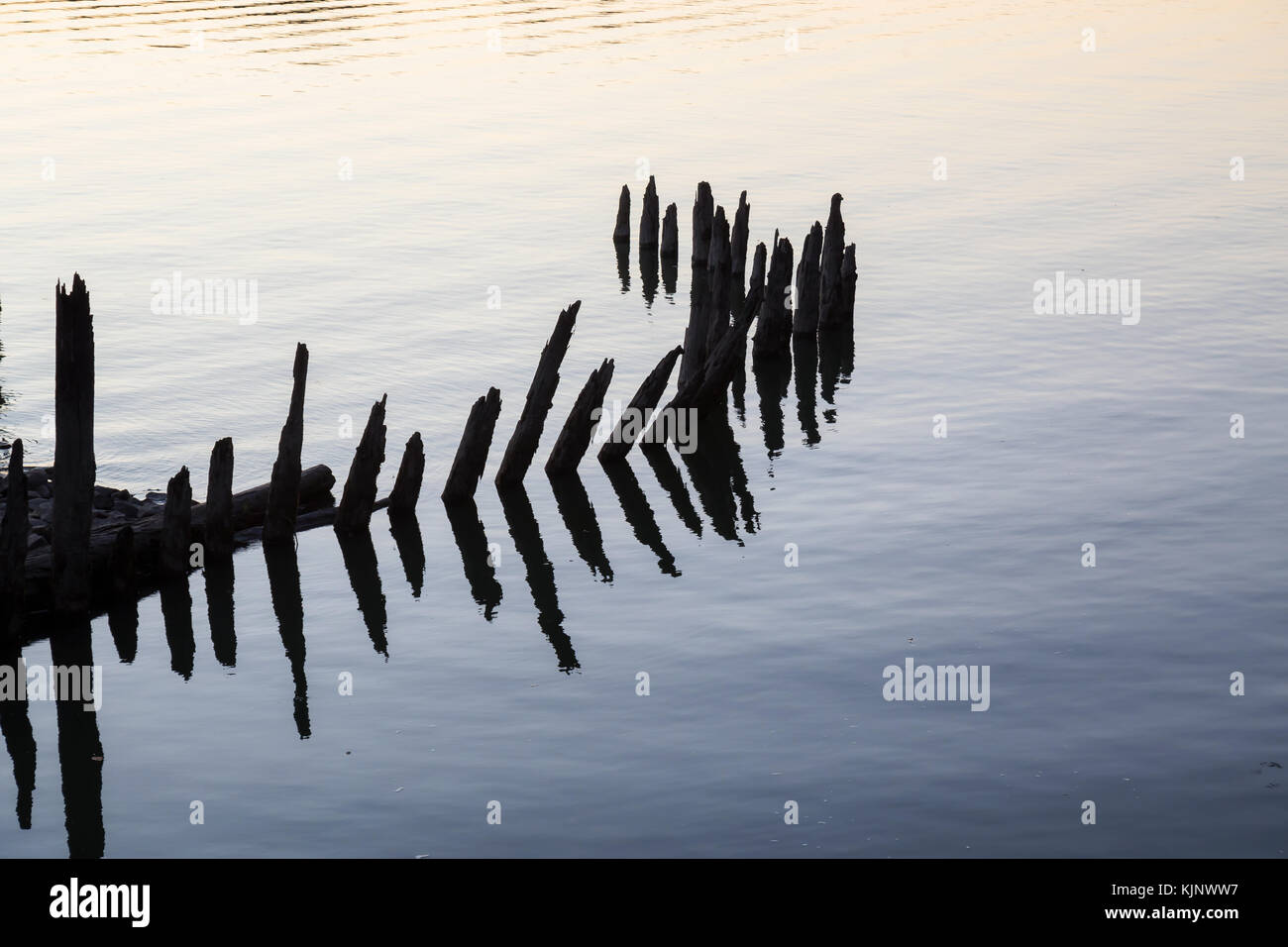 Abstract picture of wooden poles sticking out from Fraser River at Kanaka Creek Regional Park, Maple Ridge, Greater Vancouver, British Columbia, Canad Stock Photo