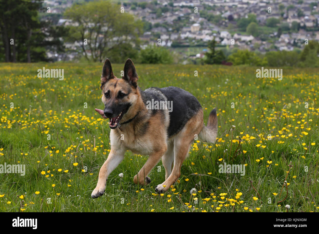 Shepherd German German Shepherd German Shepherd Dog running in a