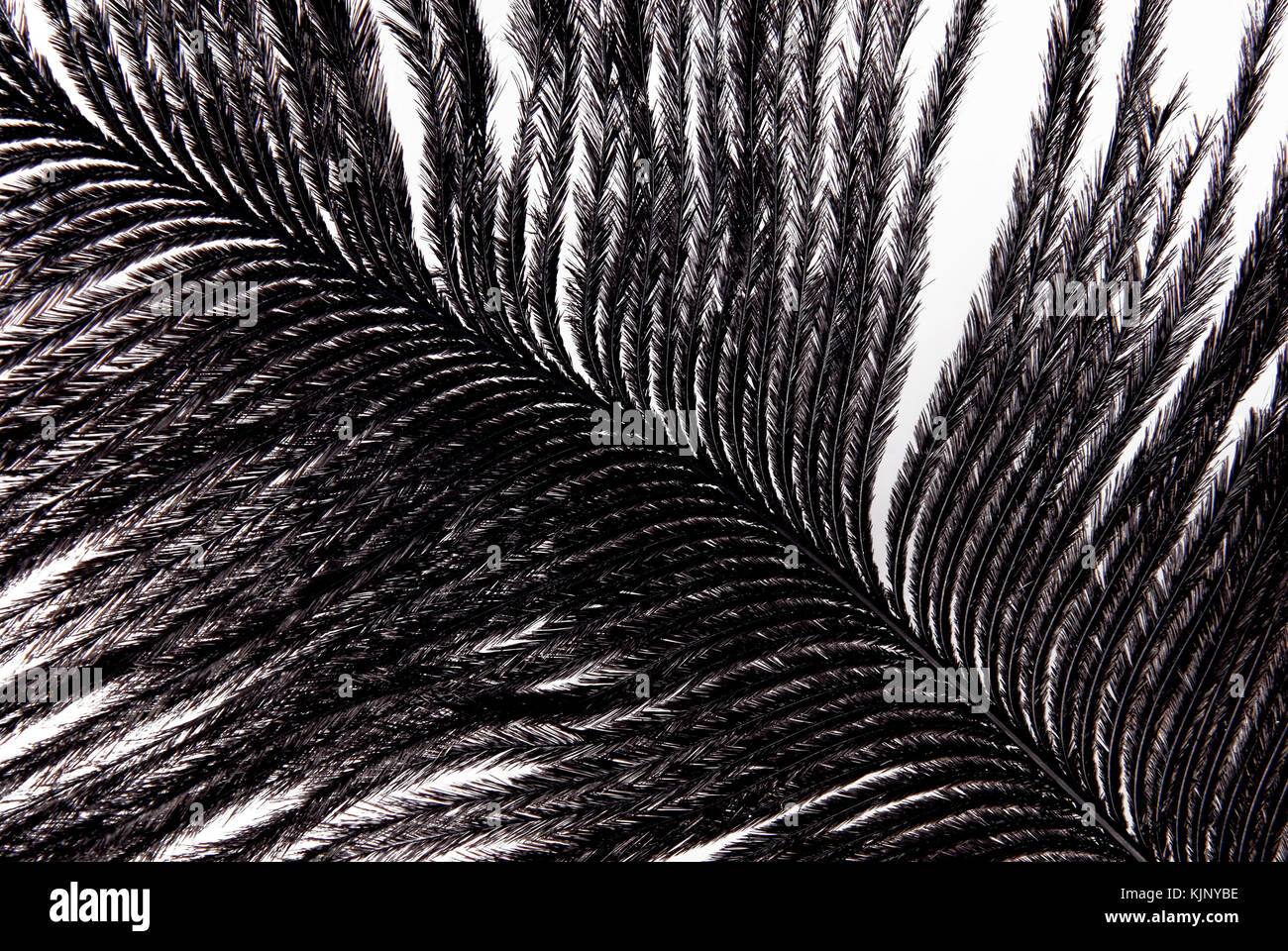 feather plumage black texture Stock Photo