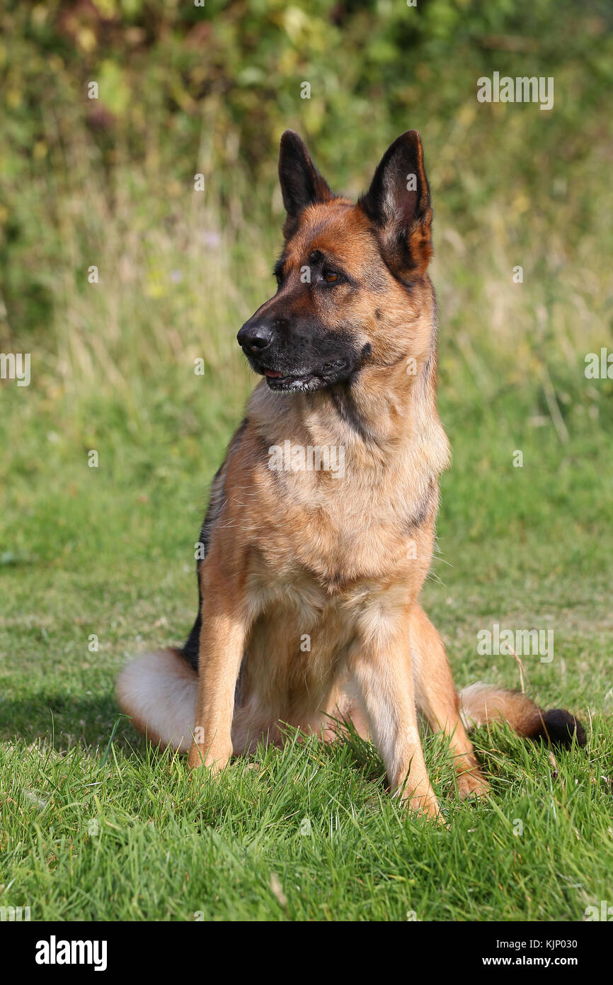 Shepherd - German German Shepherd German Shepherd Dog portrait sitting ...