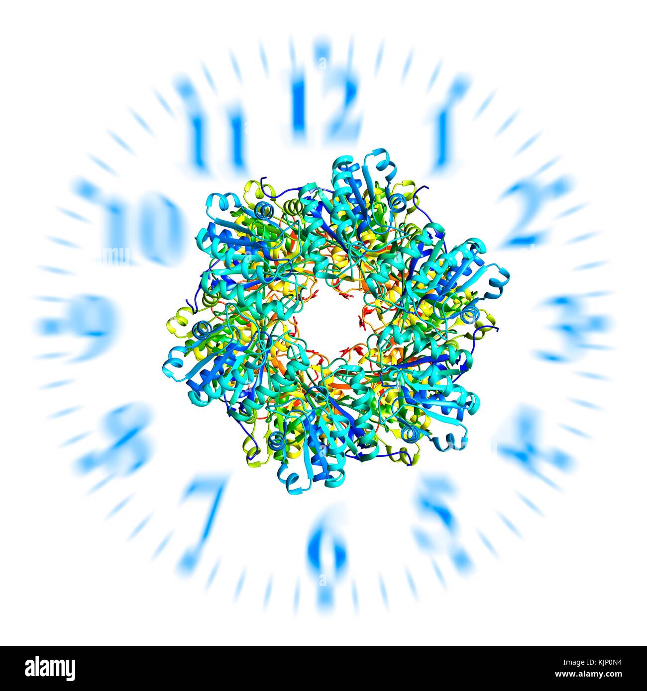 Illustration of a bacterial circadian clock protein molecule and clock
