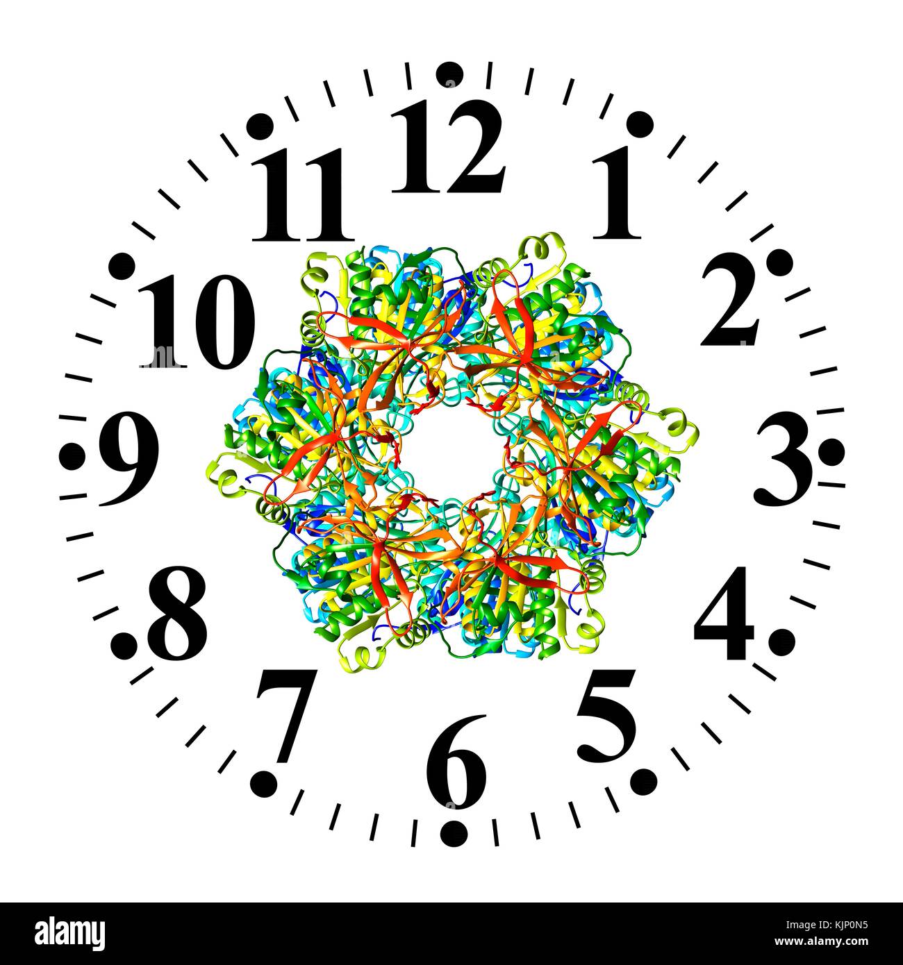 Illustration of a bacterial circadian clock protein molecule and Stock Photo 166440657 Alamy