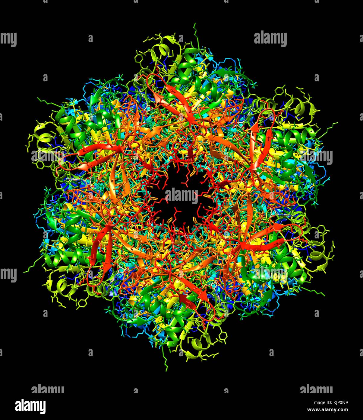 Bacterial circadian clock protein molecule. Computer model showing