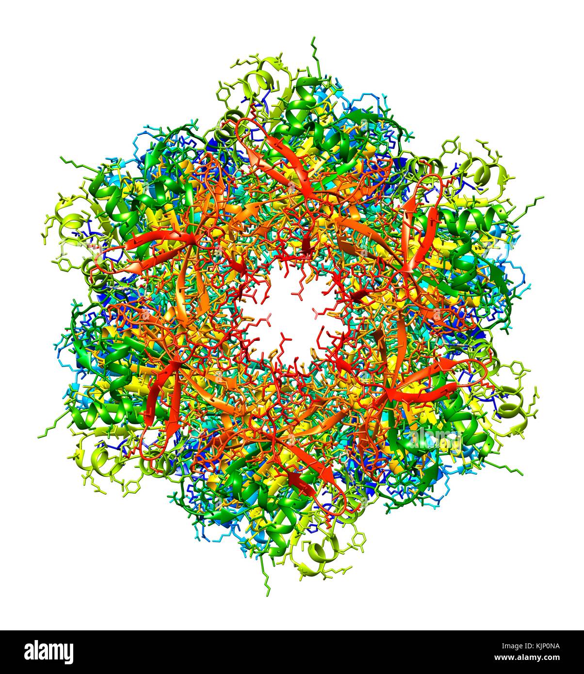 Bacterial circadian clock protein molecule. Computer model showing the
