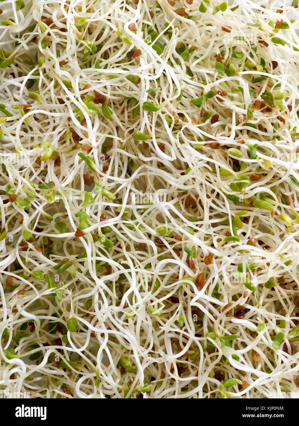 Sprouting alfalfa, full frame. Stock Photo