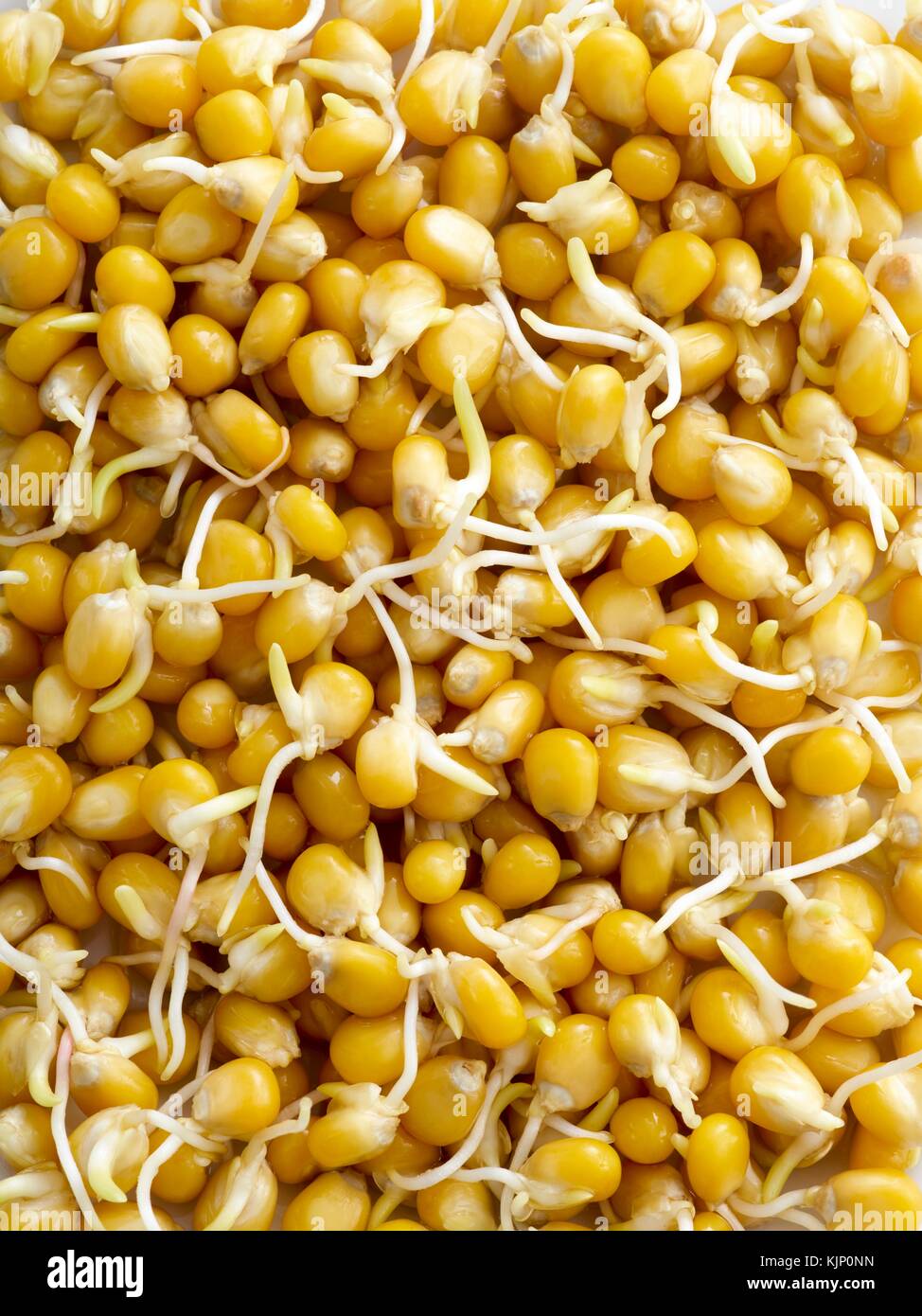 Sprouting corn, full frame Stock Photo Alamy