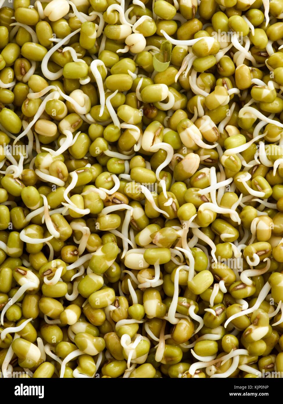 Sprouting mung beans, full frame. Stock Photo
