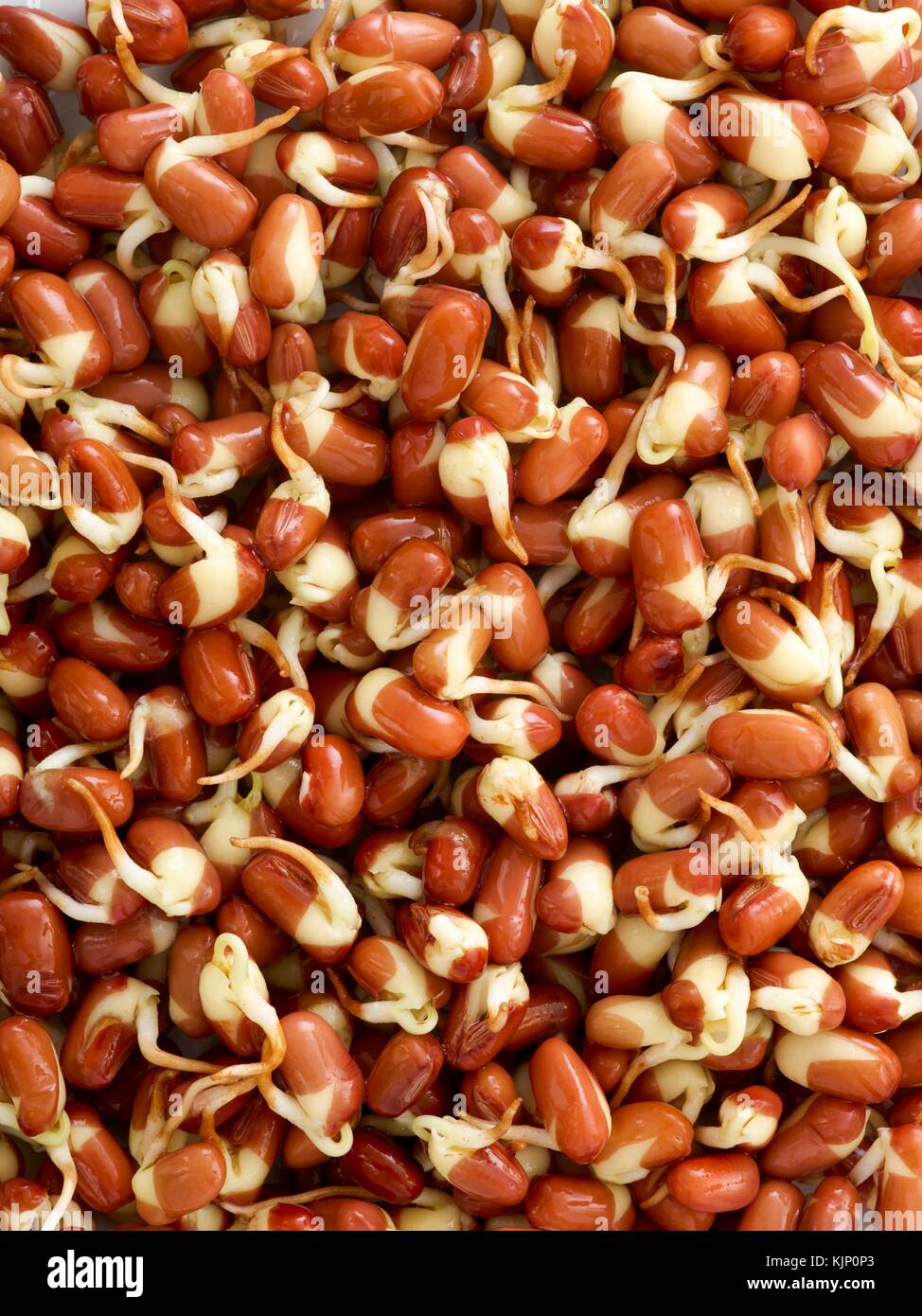 Sprouting adzuki beans, full frame. Stock Photo