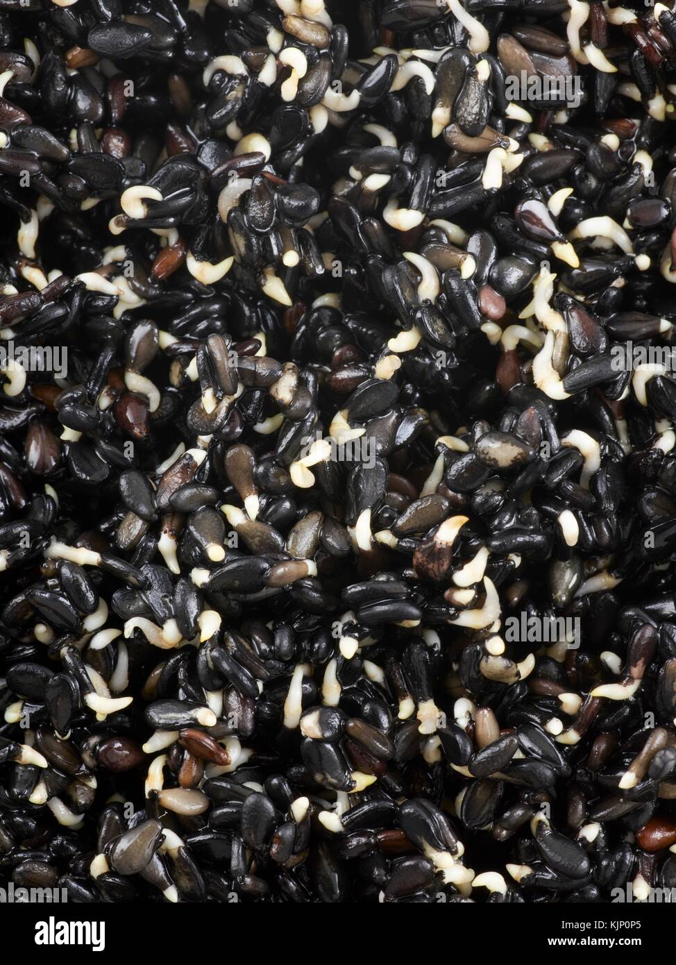Black Sesame Seeds