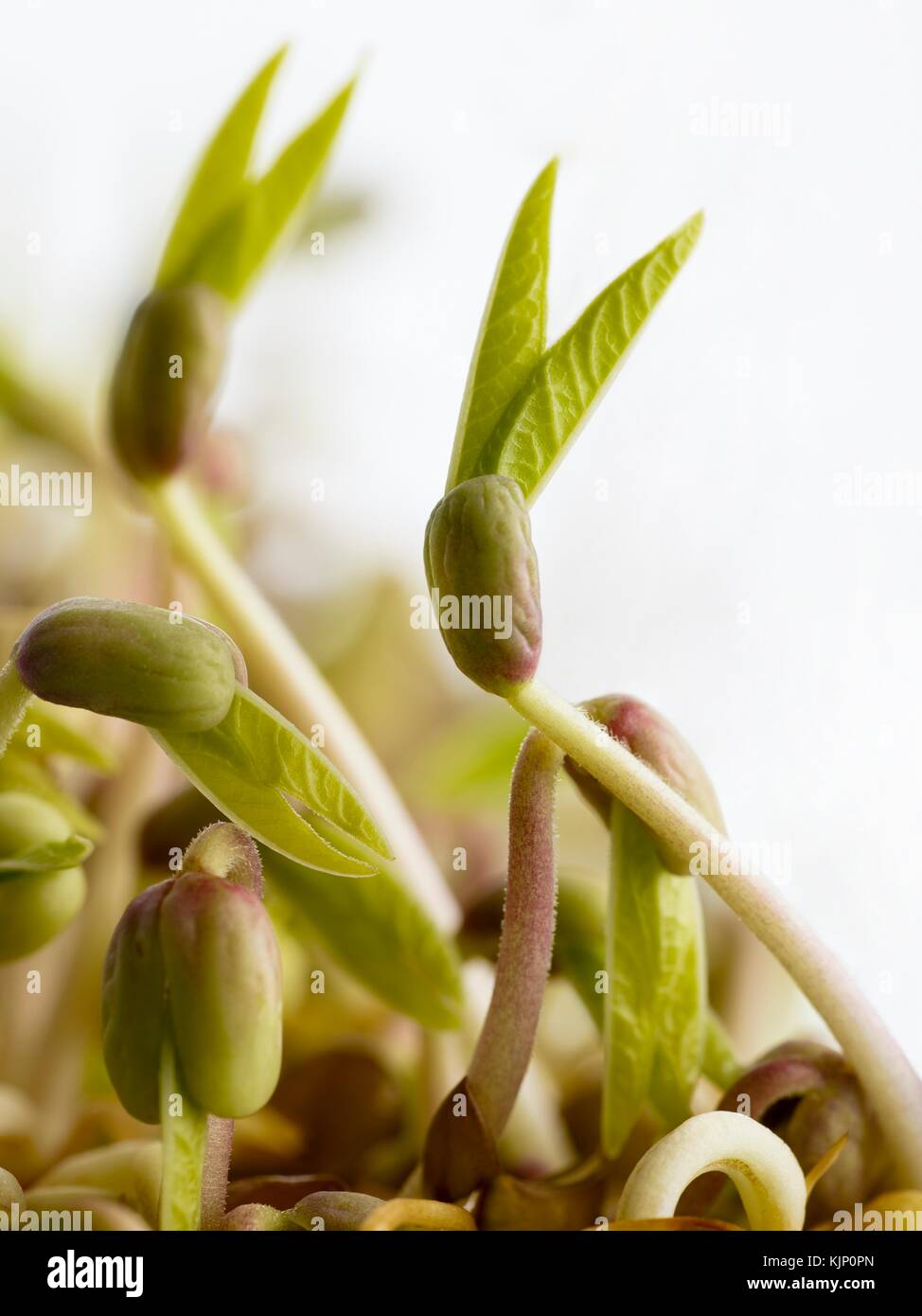 Sprouting mung beans, close up. Stock Photo