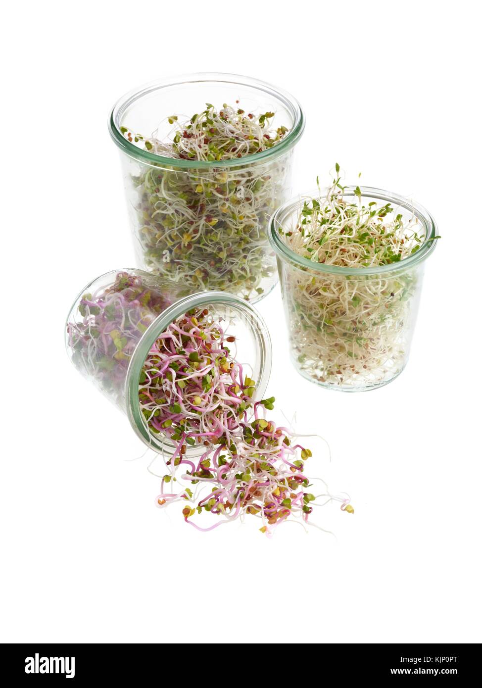 Sprouting beans in jars against a white background. Stock Photo