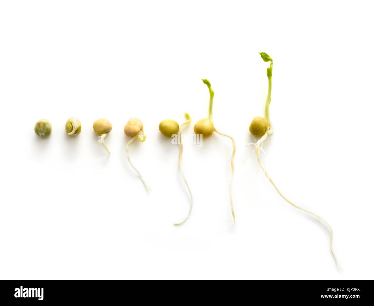 The seven day growth cycle of a sprouting pea. Stock Photo