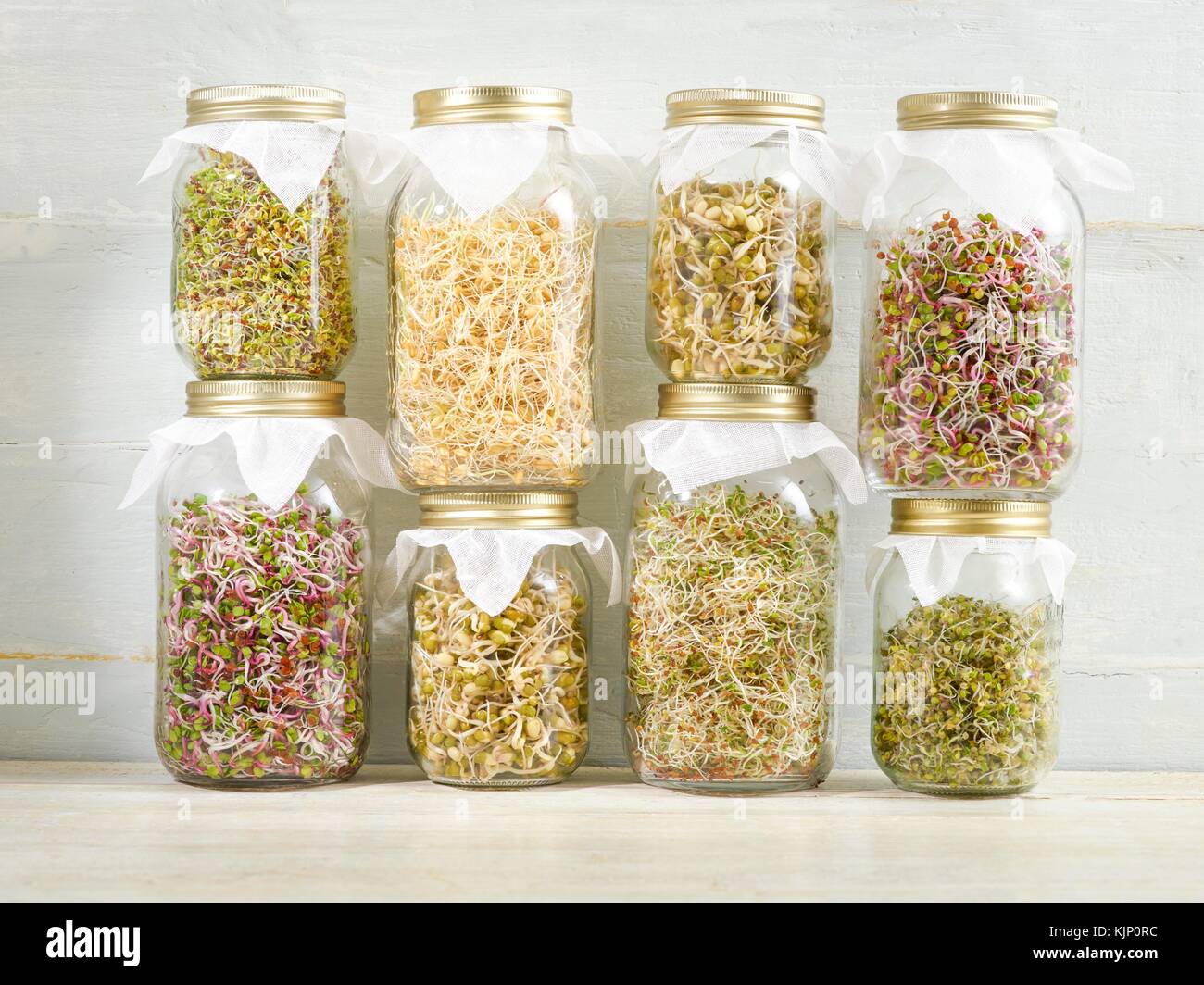 Sprouting beans in jars Stock Photo Alamy