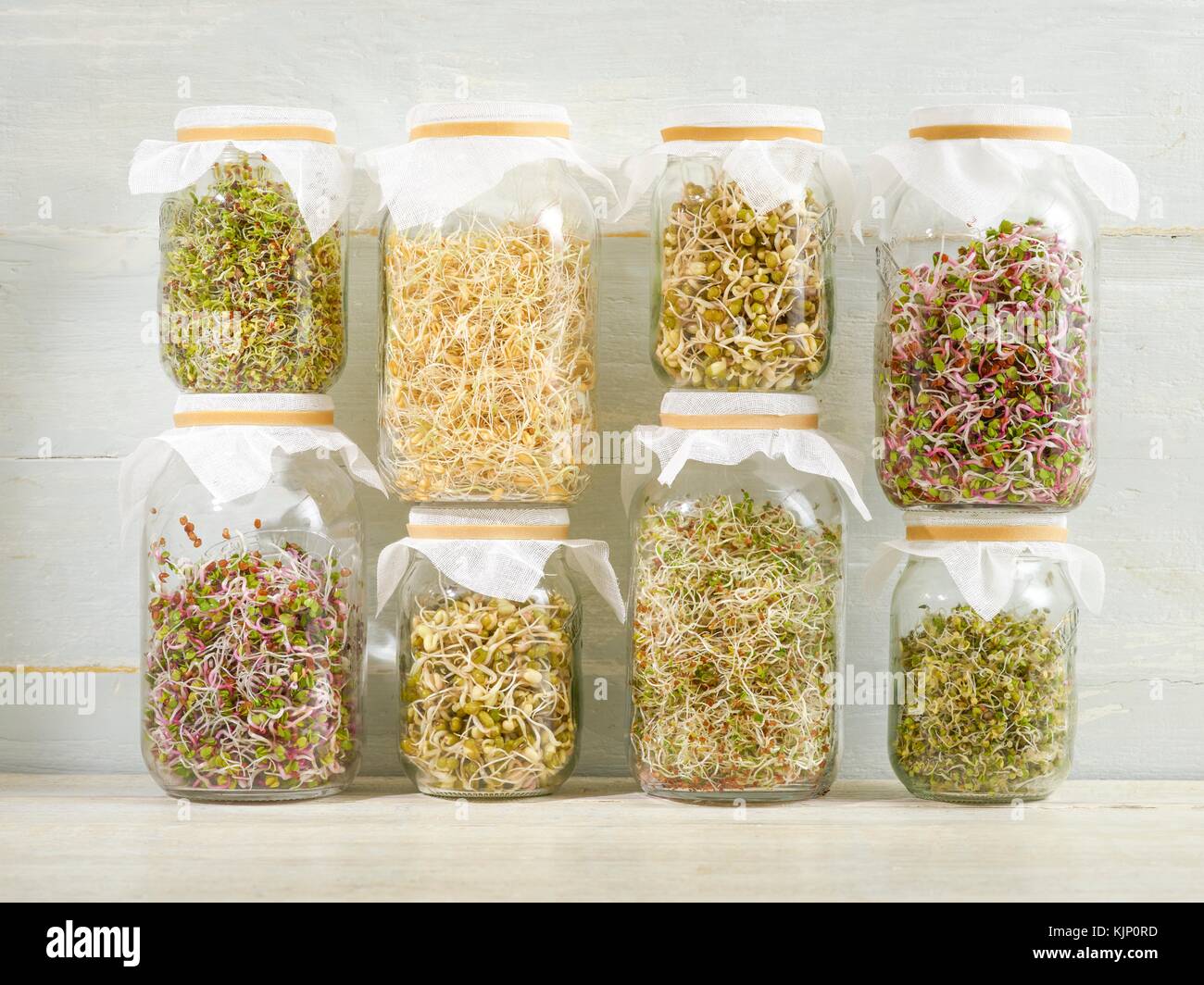 Sprouting beans in jars Stock Photo Alamy