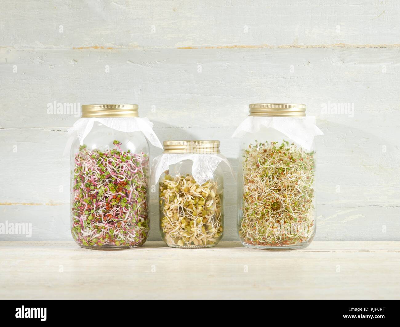 Sprouting beans in jars. Stock Photo