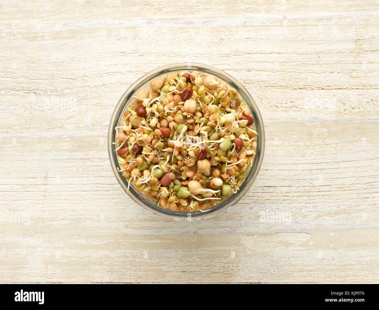 Sprouting beans in a jar. Stock Photo
