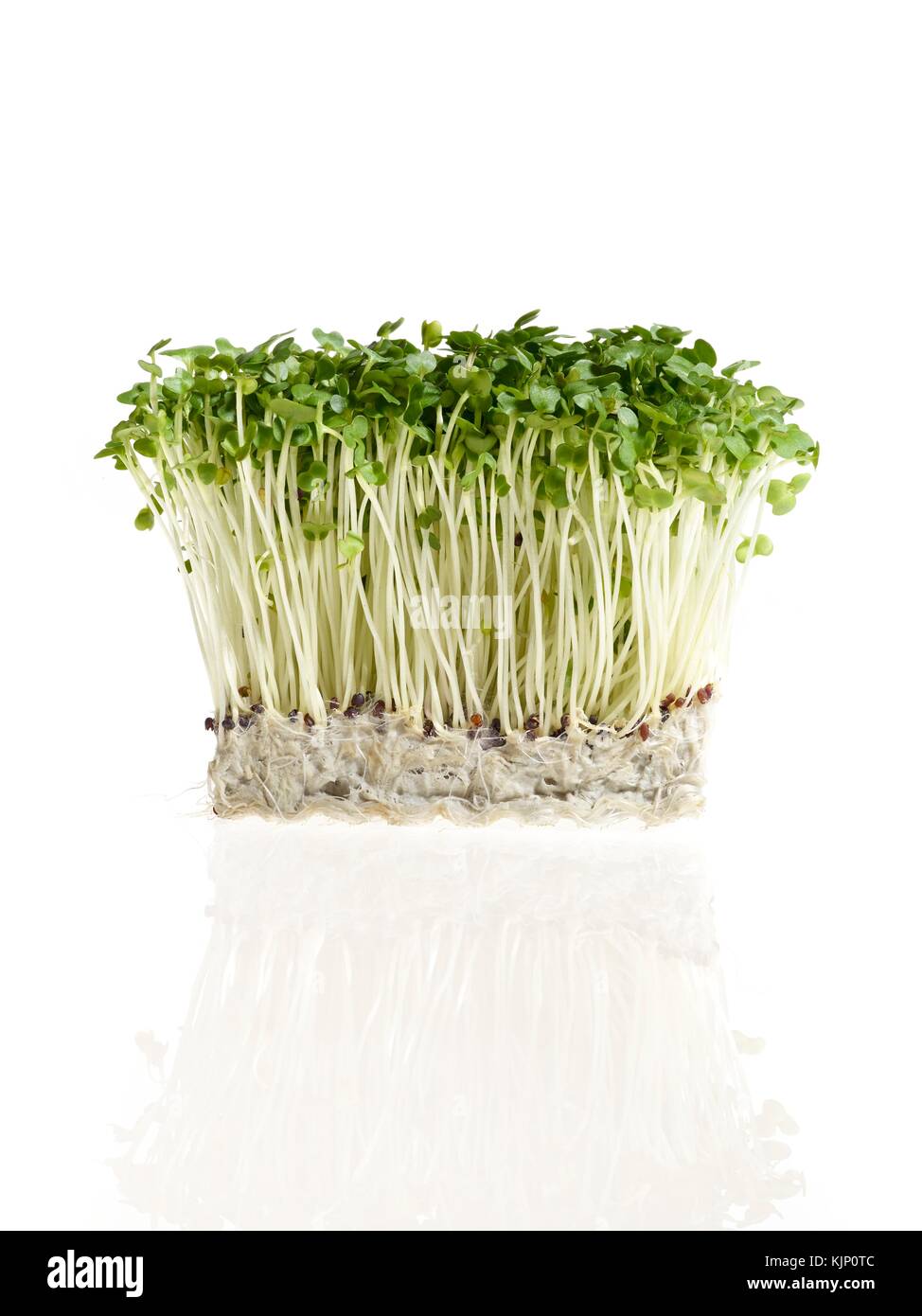 Sprouts, organic, cress, Vegetable sprouts