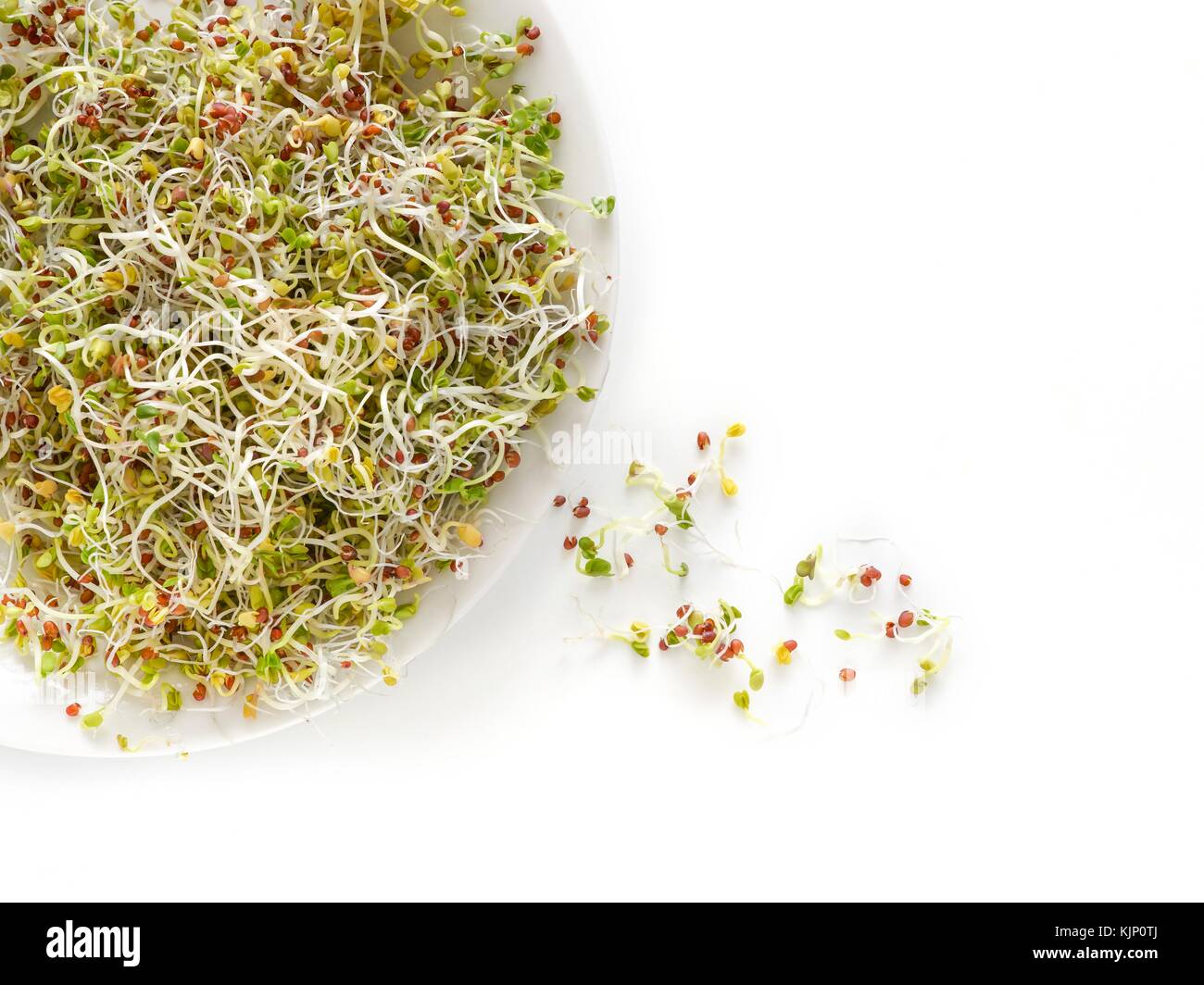 Sprouting brown mustard seeds on a dish. Stock Photo