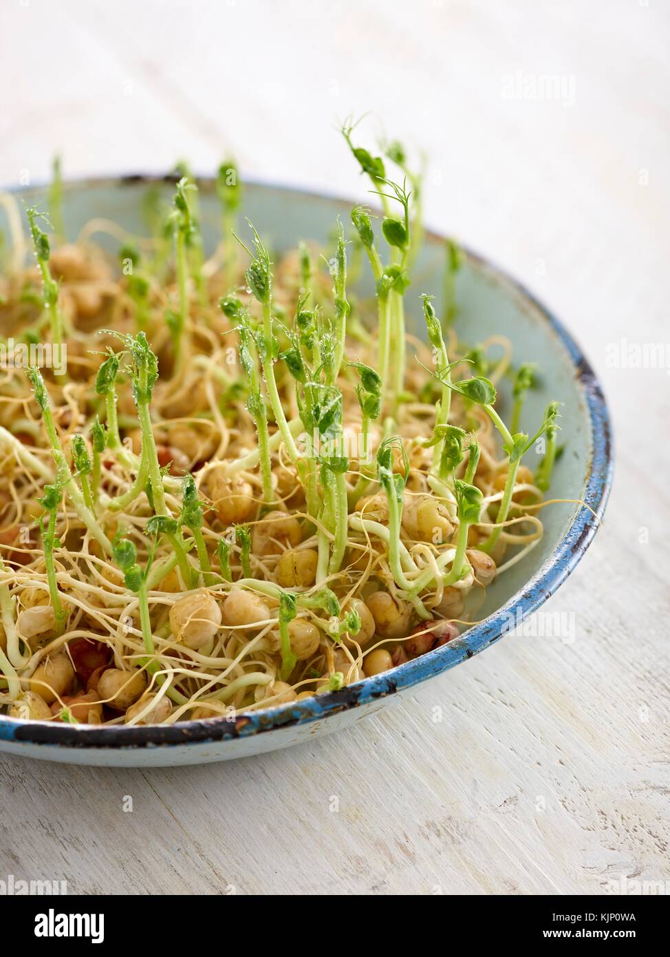 Sprouting chickpeas in a dish Stock Photo Alamy
