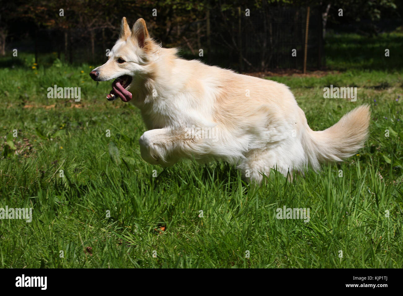 Alsatian german shepherd dog leaping hires stock photography and