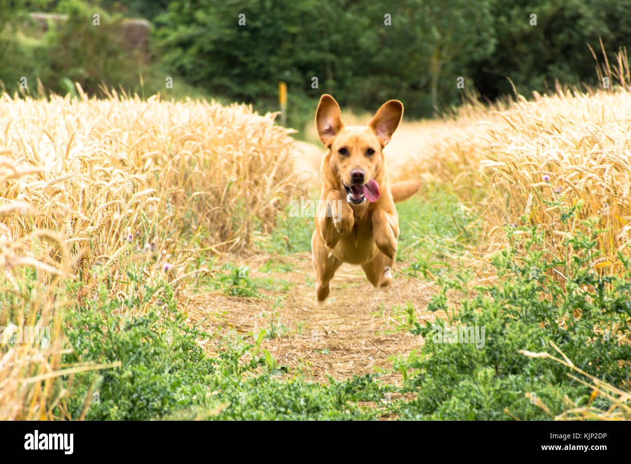 flying fox red labrador Stock Photo