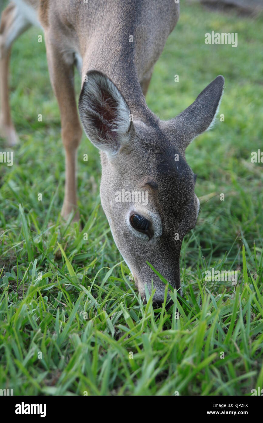 Key deer (Odocoileus virginianus clavium) portrait, Florida. Endangered specie that lives only in the Florida Keys. Stock Photo