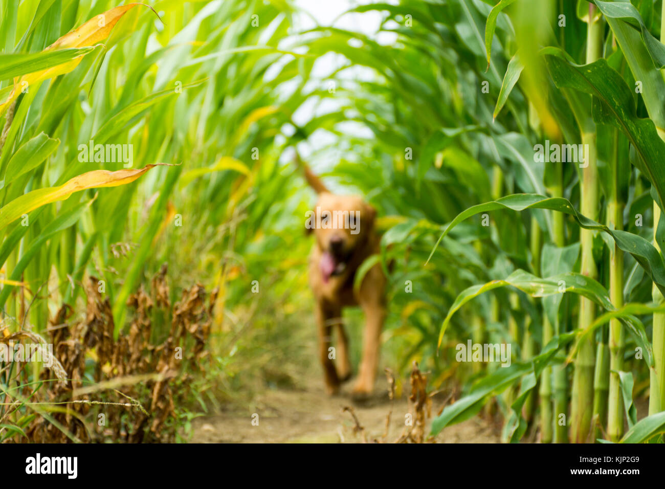 red fox labrador running through a crop field of maize Stock Photo