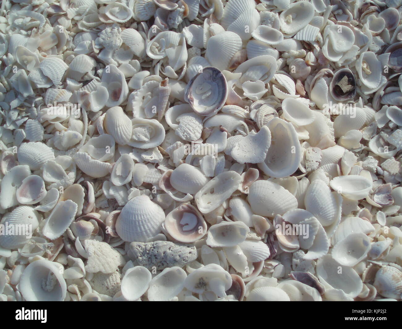 Shelly Shell Beads - Chalk White Shimmer