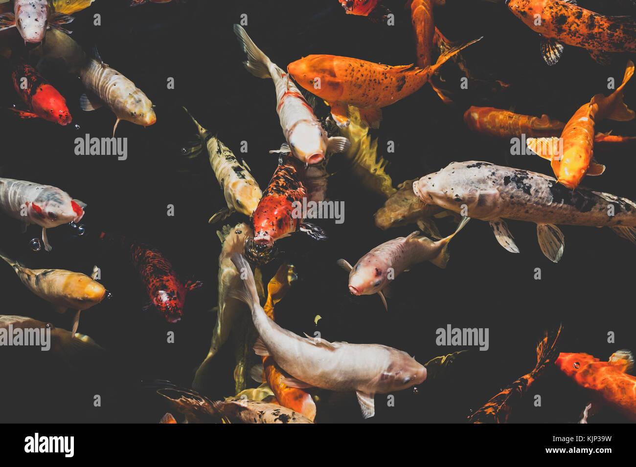 many koi fish, japanese koi carp fishes Stock Photo