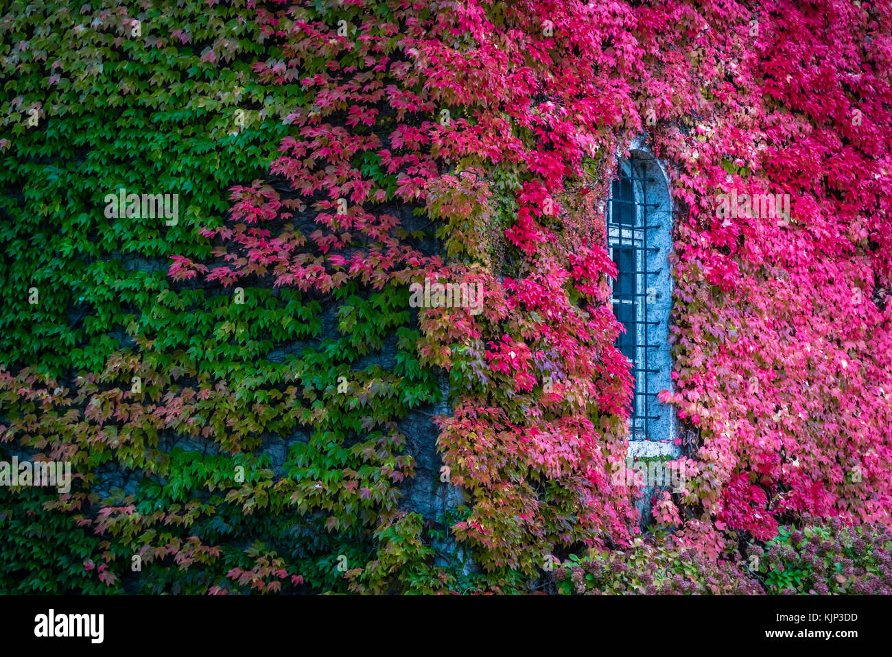 Green and red leaves on the wall of the Sassenage castle in France in the autumn Stock Photo