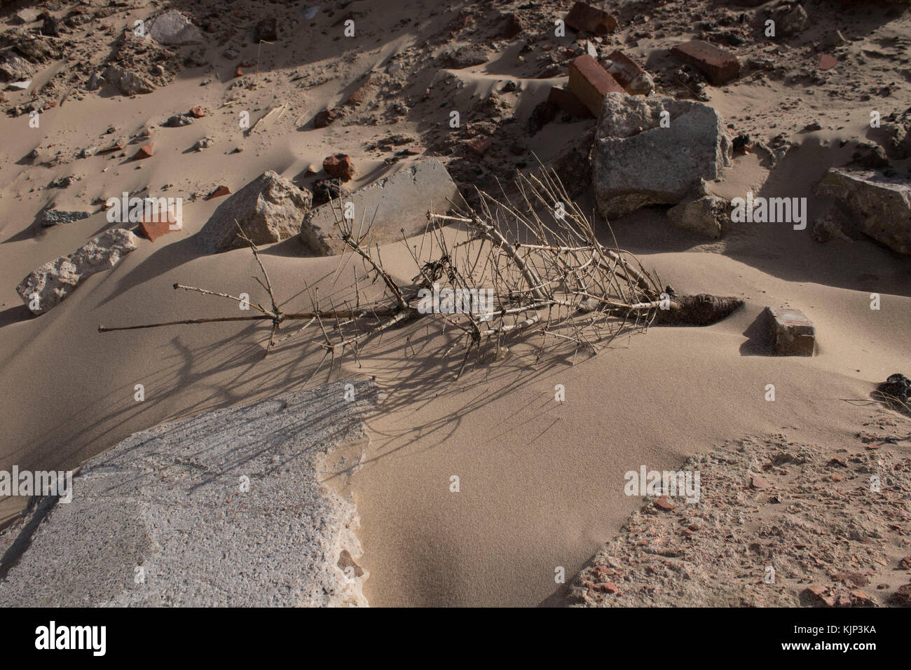 pine tree found at formby point from coastal erosion Stock Photo Alamy